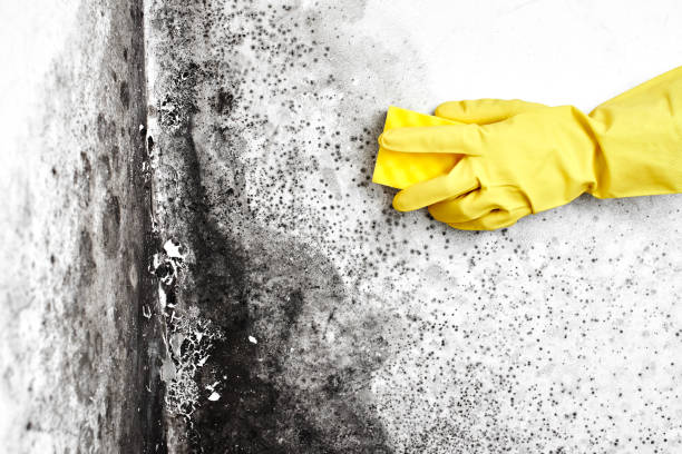 Trusted Glen Rock, NJ Mold Removal Experts