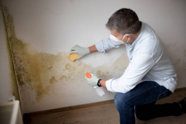 Best Environmental Consulting for Mold Prevention  in Glen Rock, NJ